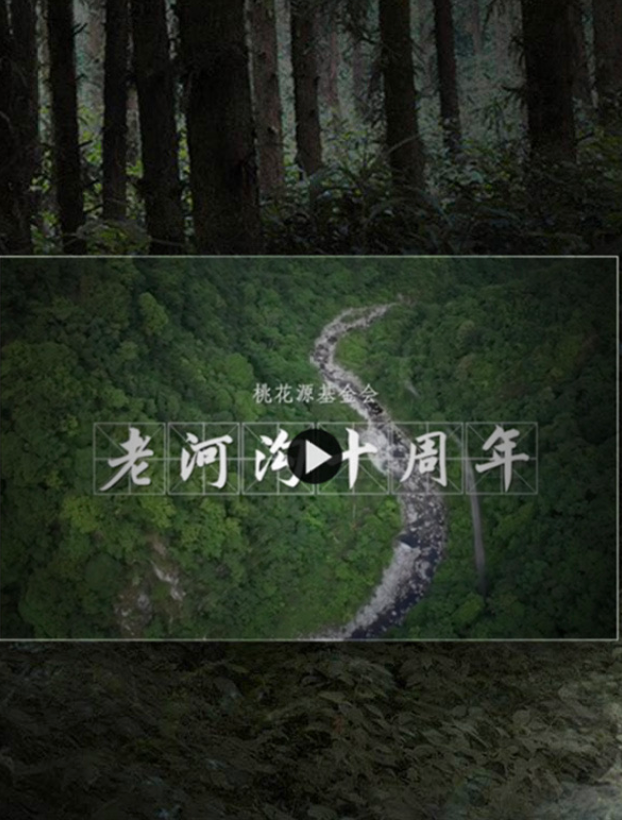2020 年报