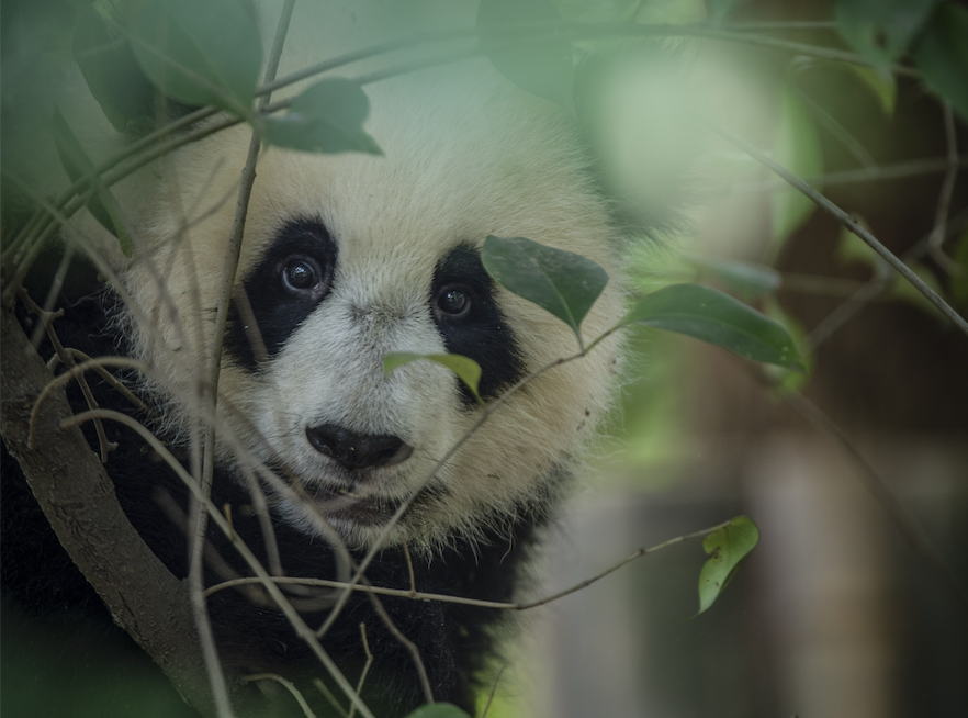 老河沟的大熊猫