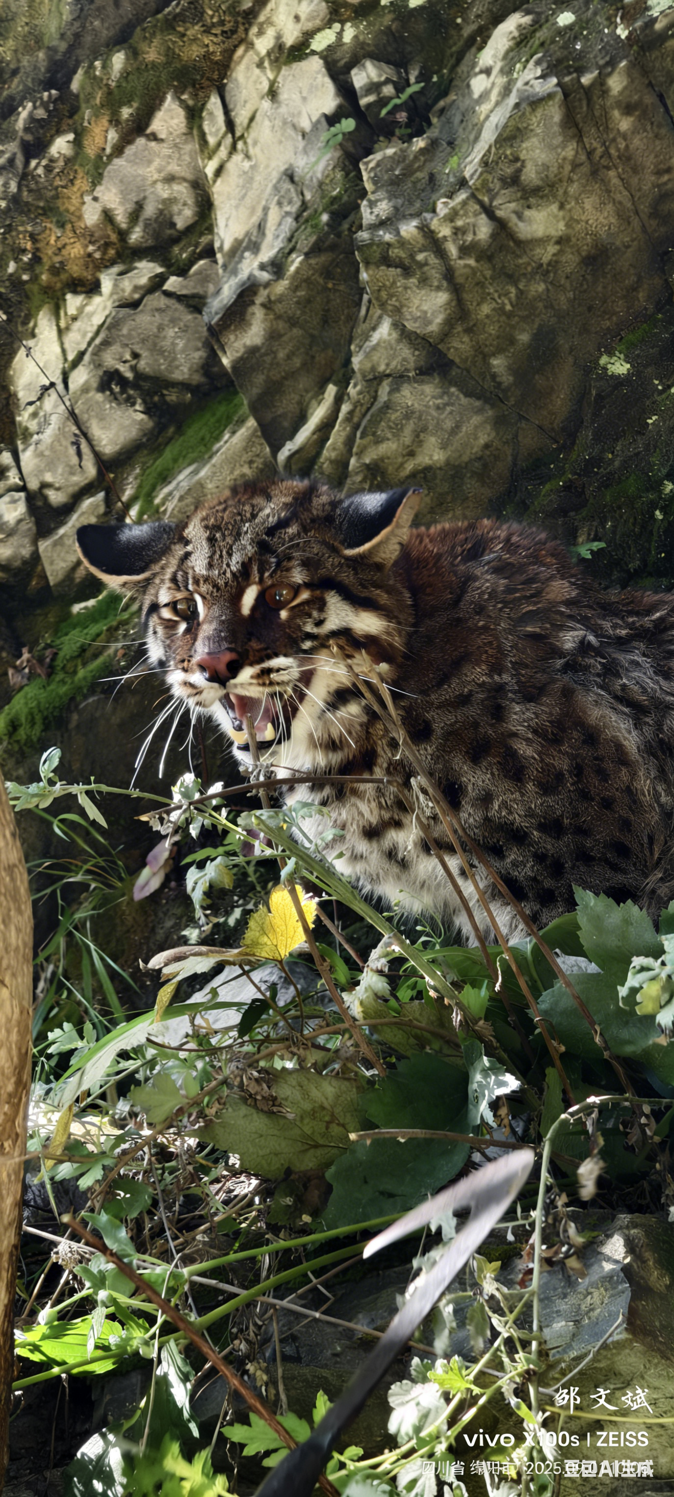 老河沟村民路边偶遇金猫