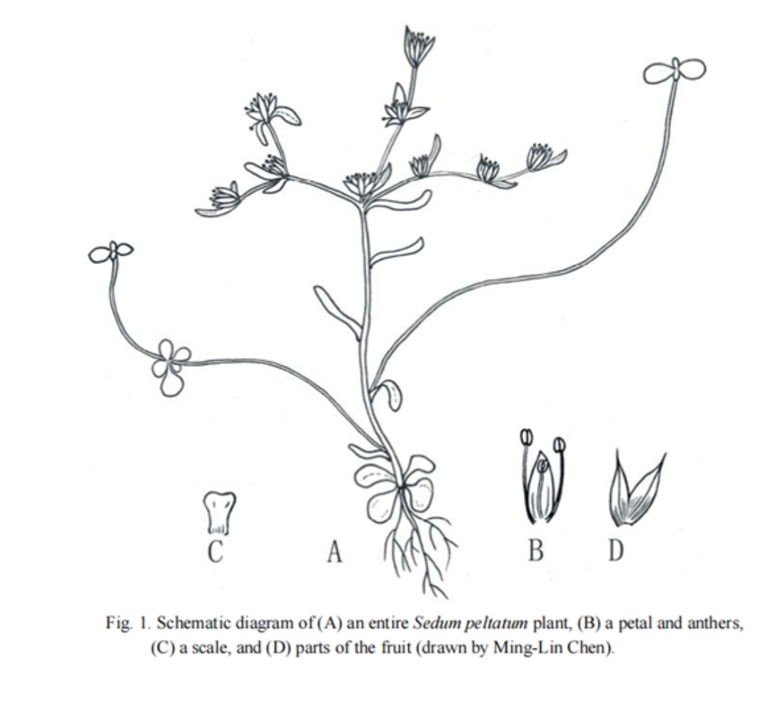 九龙峰保护地发现新物种——蔓生景天