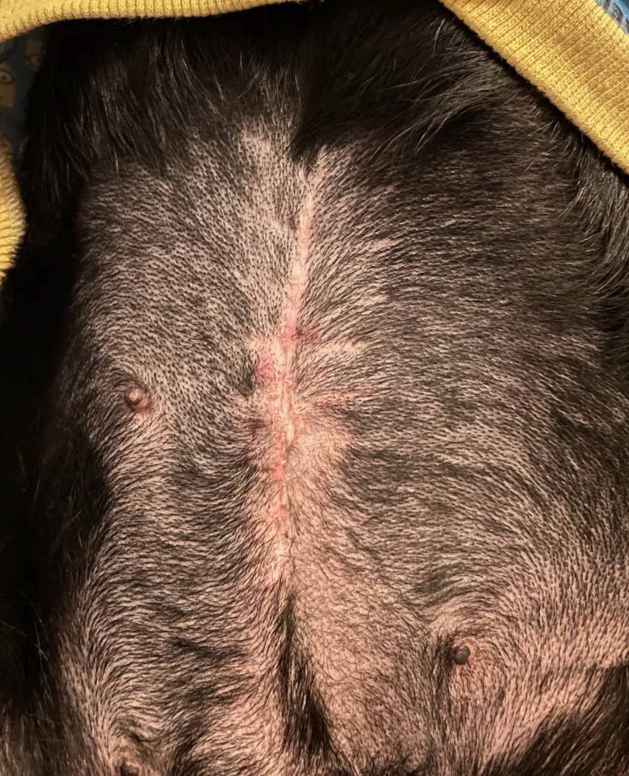 A clipped and sutured surgical site on the back of a medium-sized dog during the post-operative recovery period
